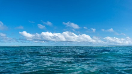 Dr. K. Kathiresan fears marine carbon sequestration collapse from 2025 due to plastic pollution