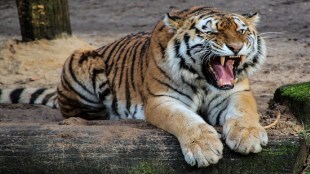 elderly man from avalgaon killed in tiger attack