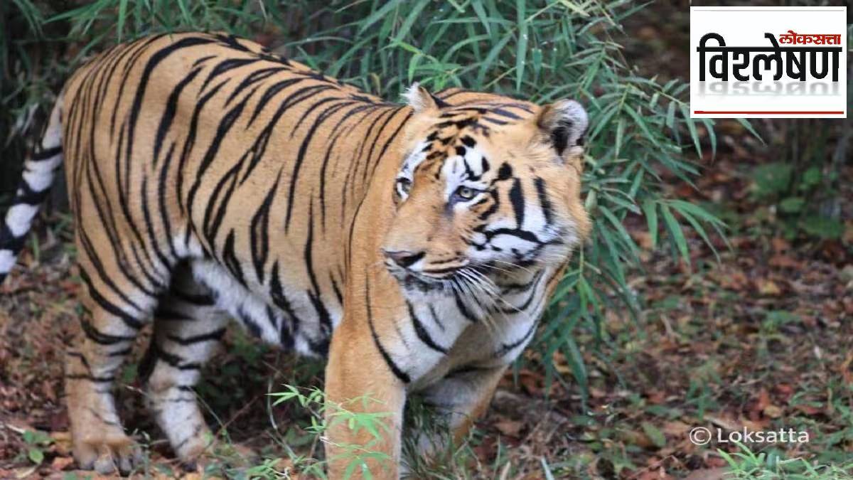 Who are the Bahelia hunters on the trail of tigers in Maharashtra Why are tigers in danger from them
