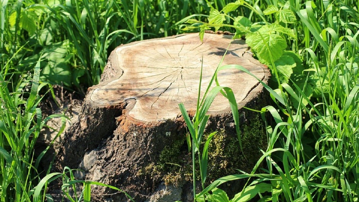 over 200 trees were cut down near navi mumbai municipal corporation sparking environmental protests