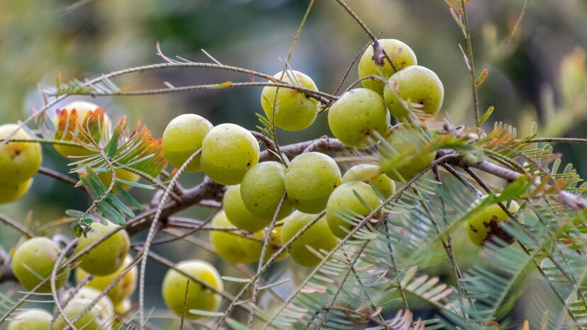  This is what happens to the body when you drink amla water first thing in the morning every day snk
