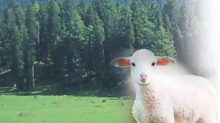 Loksatta balmaifal Kashmir Tour Himalayas Natural Beauty