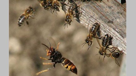 honey bee attack