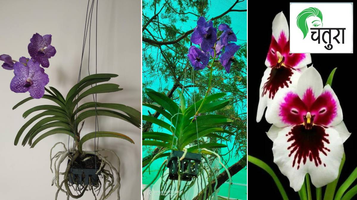 orchid plant guide in marathi