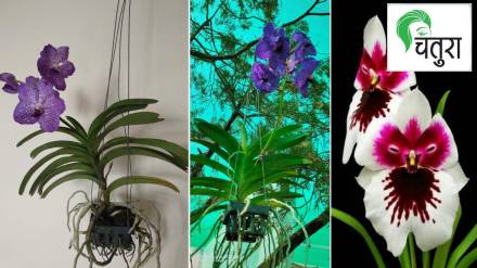 orchid plant guide in marathi