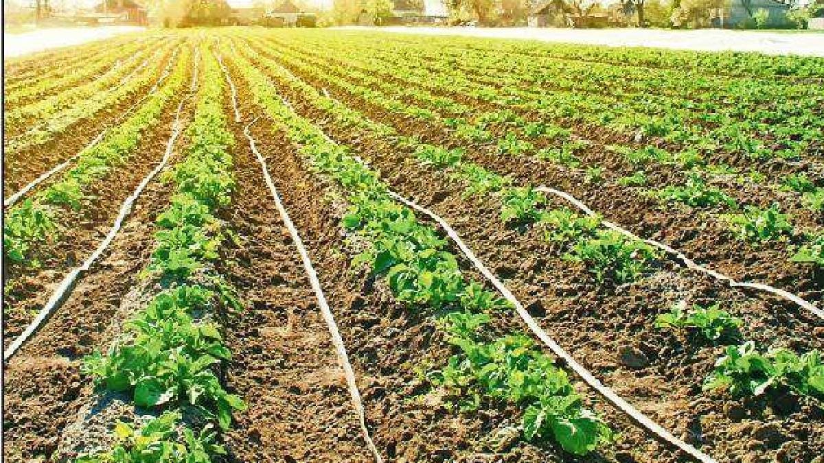 india agriculture summer cropping area increases irrigation facilities