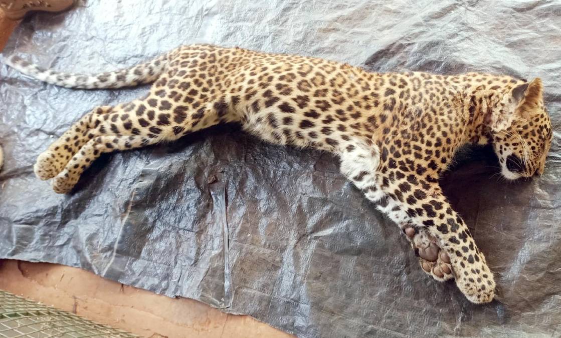 Sangameshwar leopard story in marathi