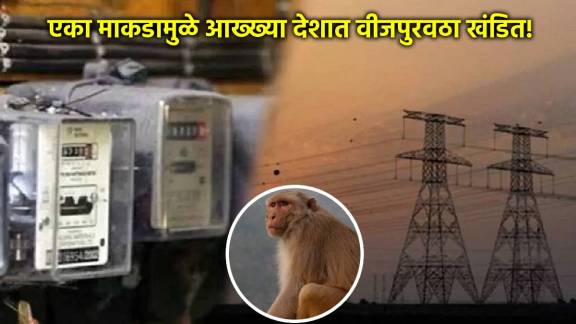 monkey disrupts sri lanka power wupply