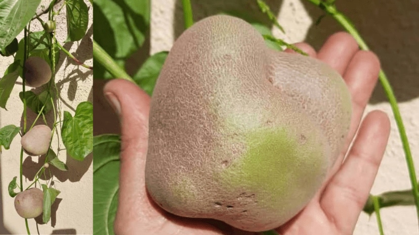 air potato cultivation