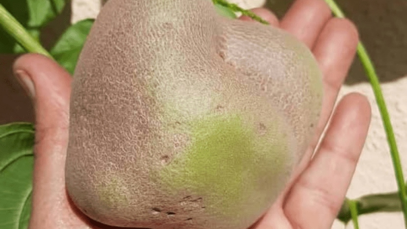 air potato cultivation