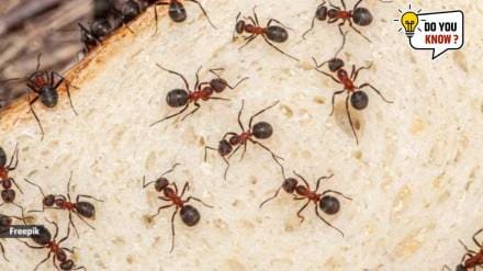 Ants in your house