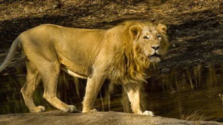 669 Asiatic lions die in five years