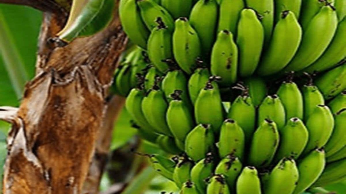 Bananas hit due to Holi and Dhuli Vandana festivals Price drops by Rs 500
