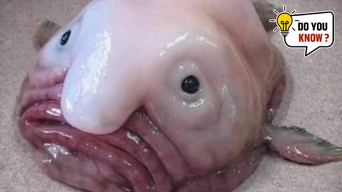 Blobfish Worlds Ugliest Animal
