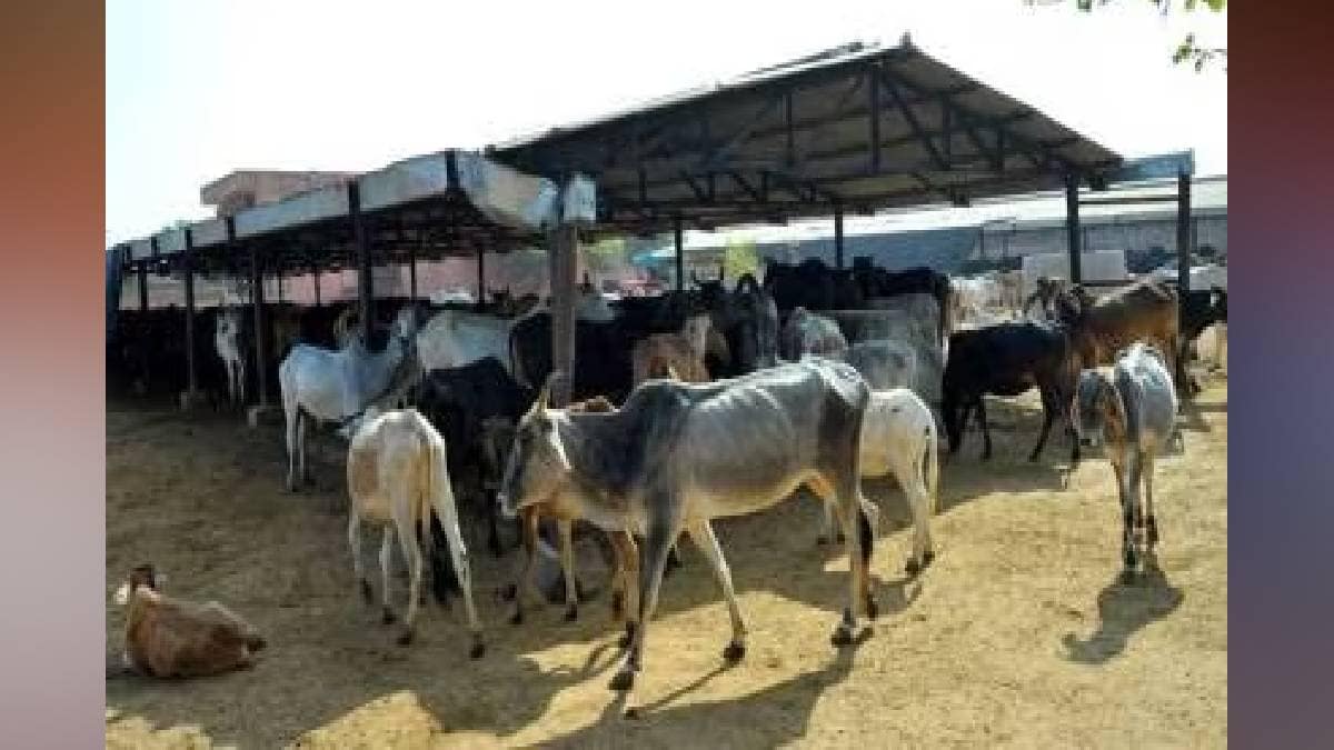 Subsidy for over 56000 cows in 560 cowsheds in Maharashtra state