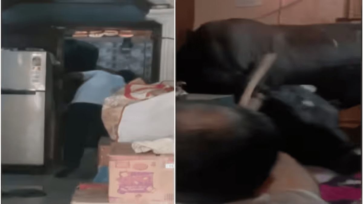 Cow and bull entered the bedroom woman