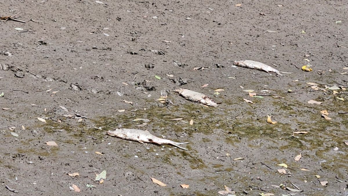 Dead fish in Diwale Bay in belapur