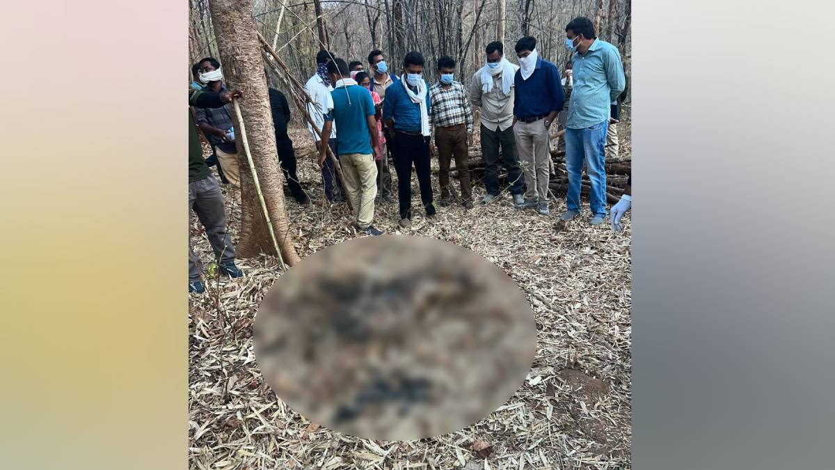 decomposed body of a tiger was found in Malkazari Chichgad Wildlife Sanctuary Gondia Forest Department
