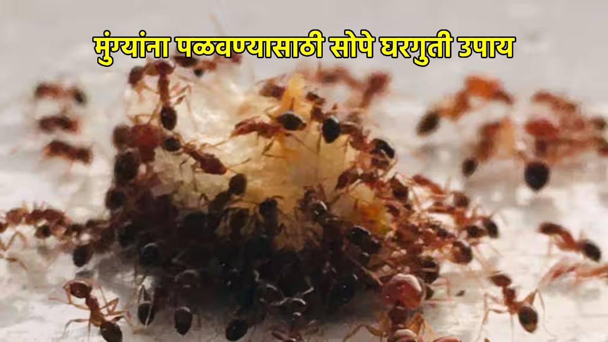 How to get rid of ants in the house quickly follow tips