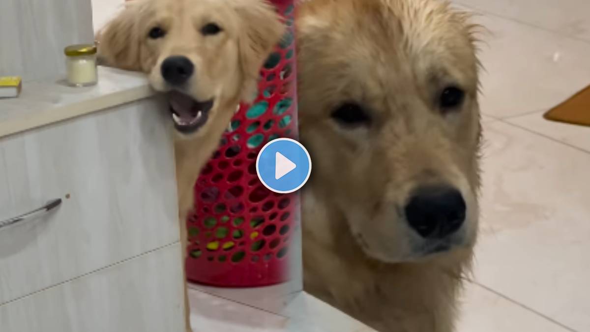How to save furniture from pet dog
