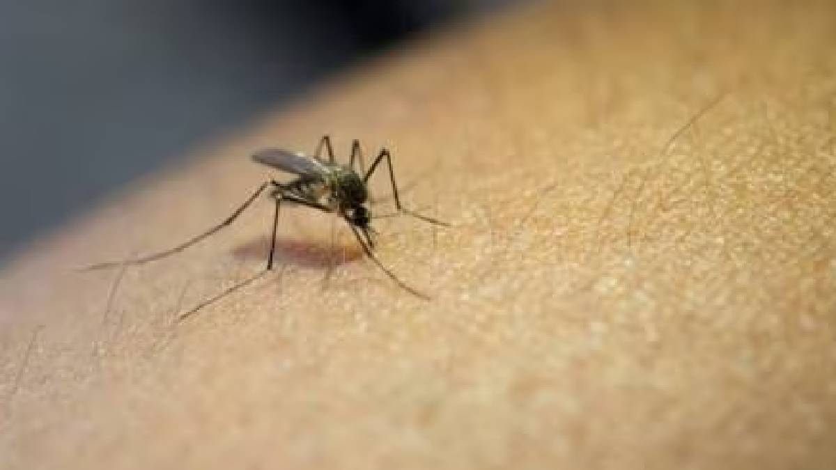 Mosquito repellents are fake in Nagpur news