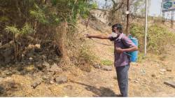 सोलापुरात ‘बर्ड फ्ल्यू’ची लागण, कावळे, घारी, बदकांचा मृत्यू; संबंधित भाग प्रतिबंधित
