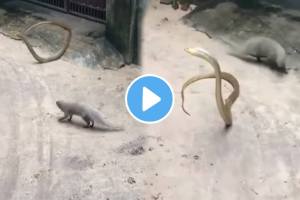 Viral video of snake and mongoose fighting on road watch till end video viral on social media