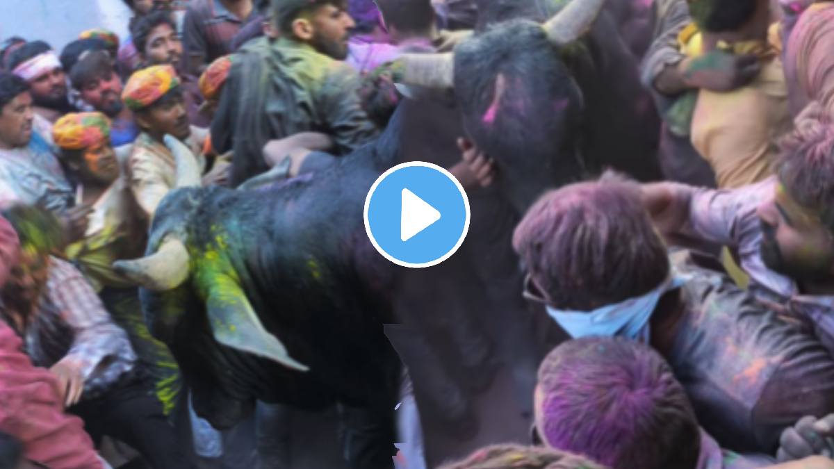 Holi shocking video An Angry Bull Attacked People While They Were Playing Holi Video