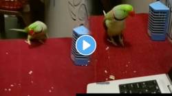 “आईशप्पथ काय नाचतोय हा” पोपटानं केल खतरनाक डान्स; अशा स्टेप्स मारल्या की VIDEO पाहून पोट धरुन हसाल एवढं नक्की