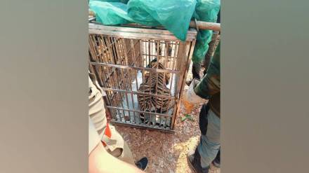 march 23 female killed by tiger which was later caught by forest officials