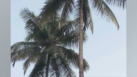many coconut trees on cidco marine highway between dronagiri and uran are withering due to heat