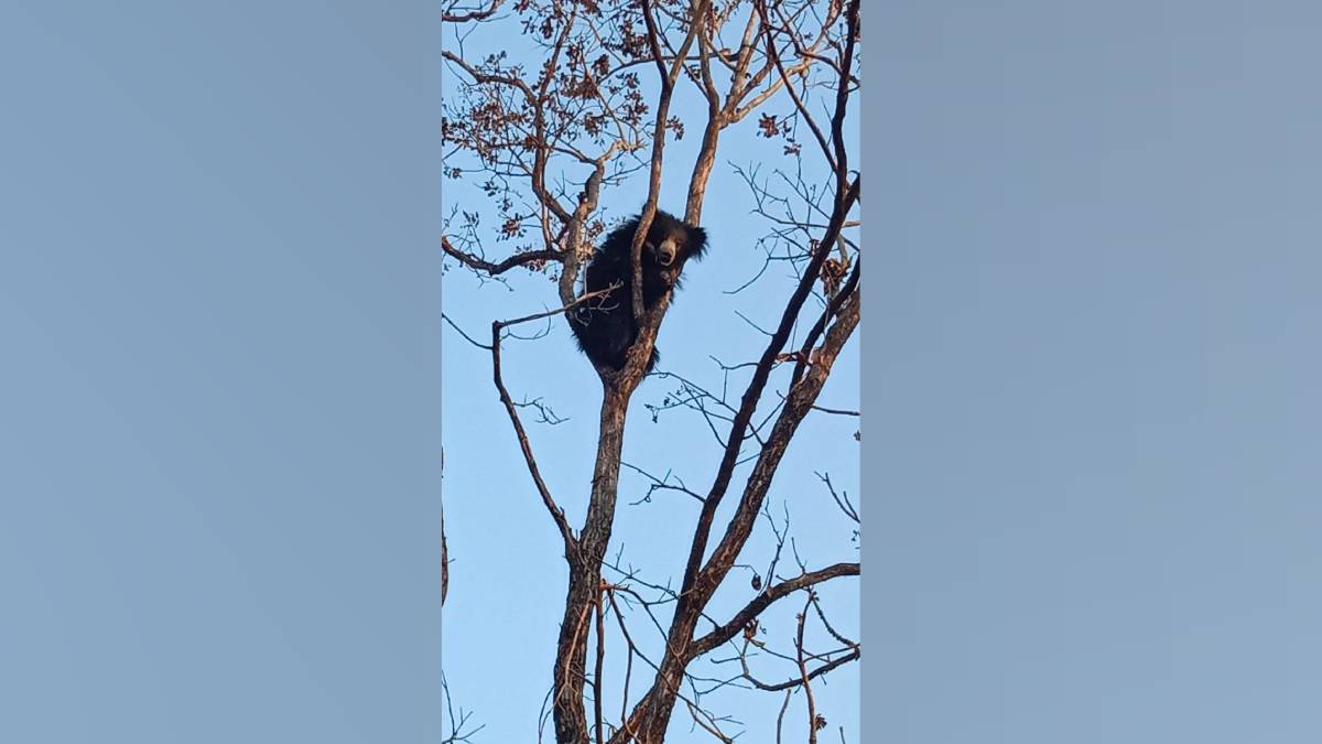 forest of village in deori taluka of gondia district villagers spotted bear while collecting flowers