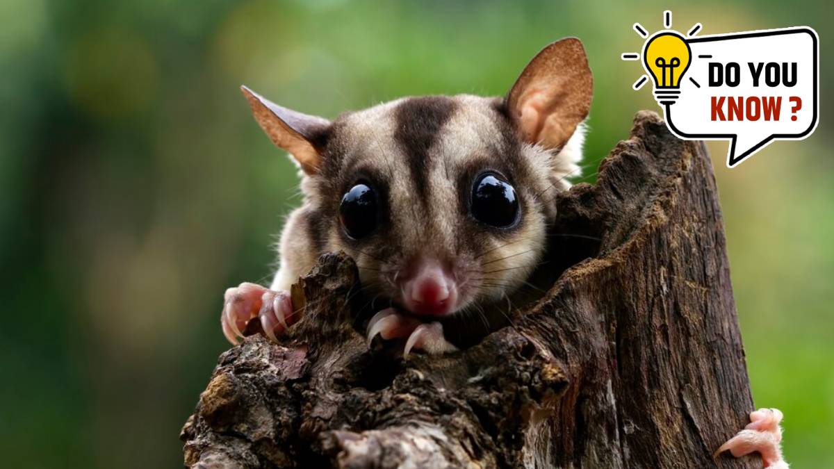 Beautiful But Dangerous Animals