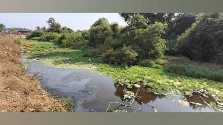 tivara trees destroyed by spraying toxic chemicals in suruchi bagh beach