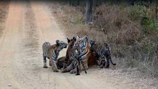 tourists witnessed f2 tigress motherhood ceremony captured by wildlife photographer gajendra bawane