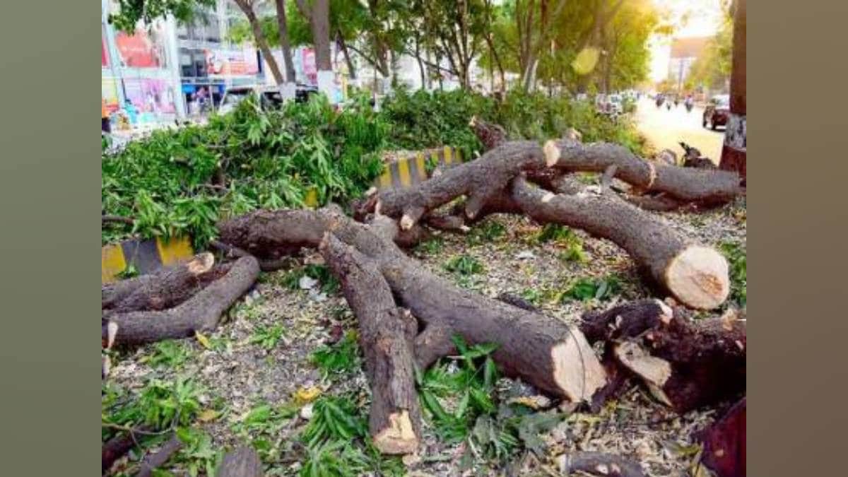 thane municipal corporation decided to prune dangerous branches of 6000 trees to prevent potential accidents during monsoon
