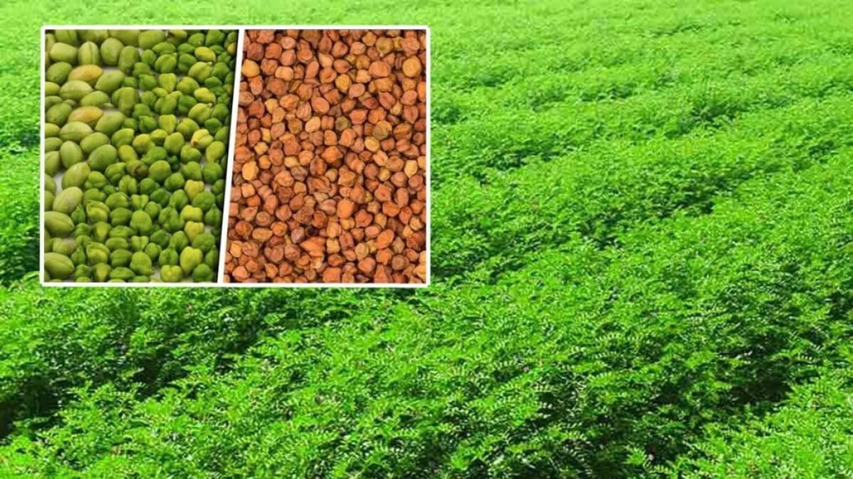 Relief , domestic producers, import duty,