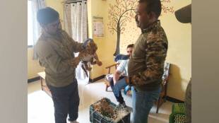 two month old female cub separated from its mother was reunited with tigress