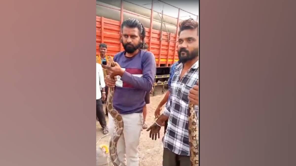 eight foot long python was found under goods Truck cabin in jalgaon on monday
