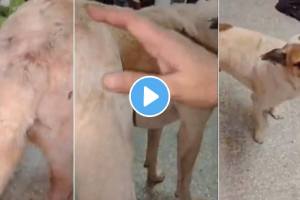 Bengaluru: Intoxicated Man Has Sex With Street Dog, Makes Cuts On Its Private Parts In Jayanagar