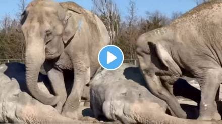 Emotional viral video of elephant refuses to leave fallen friend side