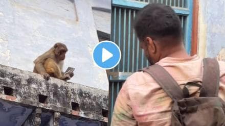 Monkey funny video monkey gives samsung s25 ultra for pack of mango drink in viral video