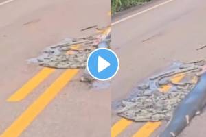 Shocking accident involving pregnant python on Road video goes viral on social media