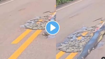 Shocking accident involving pregnant python on Road video goes viral on social media