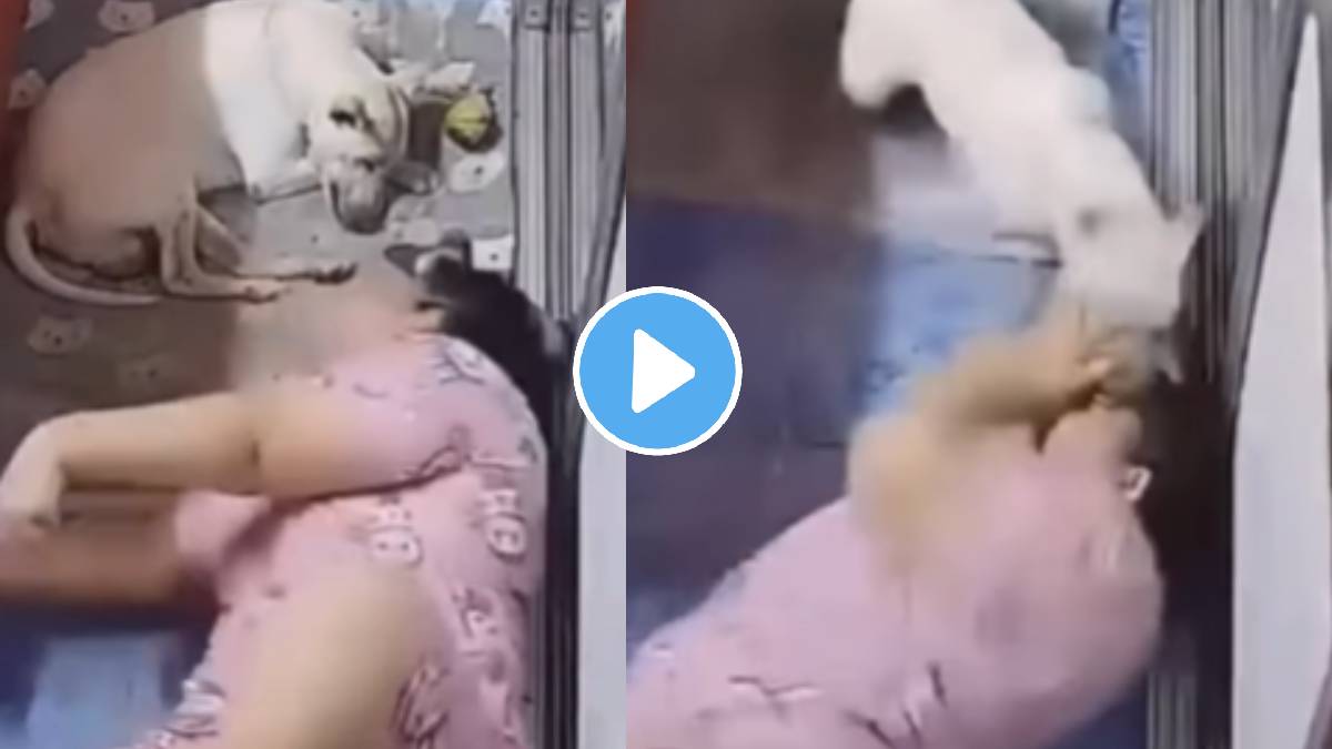 Shocking video pet dog attack on lady face injured shocking video