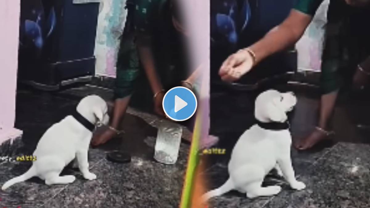 Pet Dog And Mother Viral Video