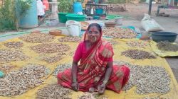 गावरान बियाणे निर्मितीत ‘बीज माता’ राहीबाई पोपरे मग्न