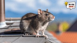 Rat Teeth: उंदराला किती दात असतात माहित आहे का? जाणून घ्या…