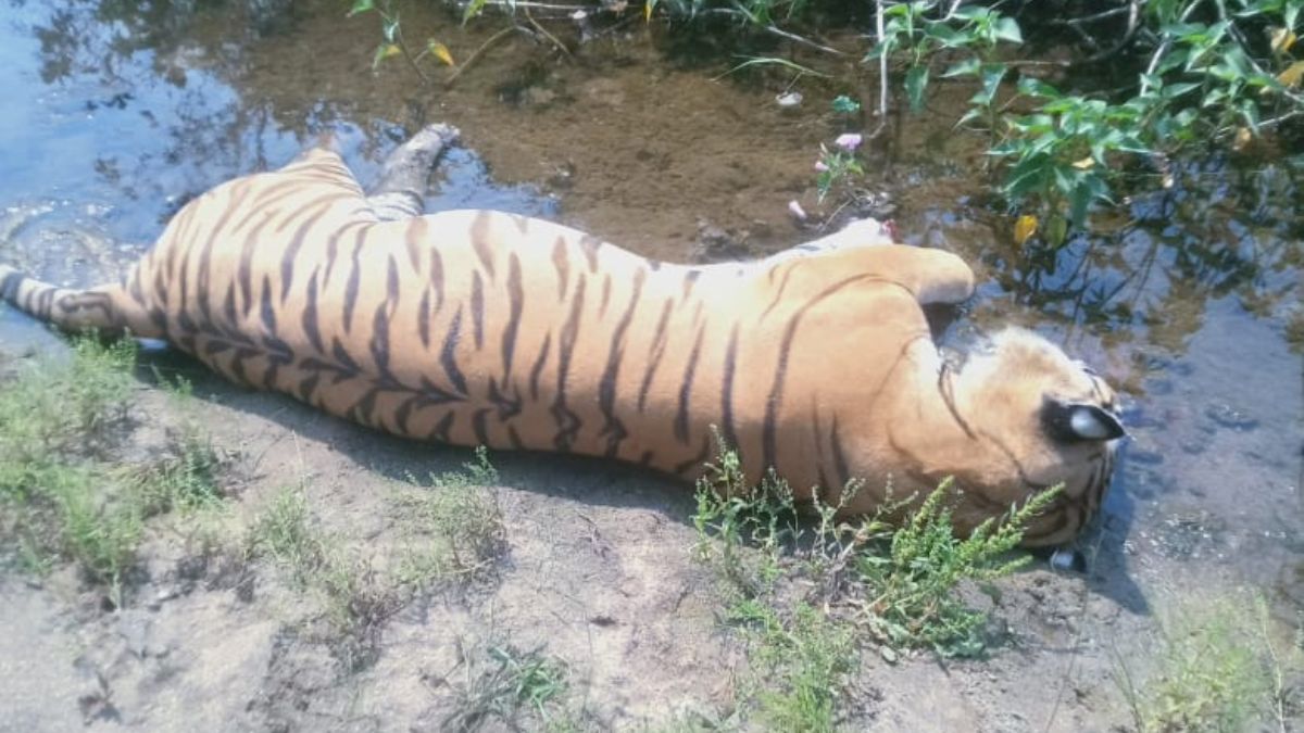 Tiger hunting in Khapa forest area under Nagpur Regional Forest Department