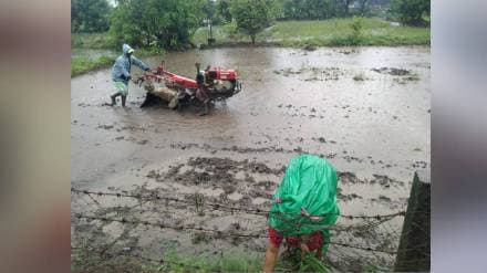 वसईत लागवड क्षेत्रात घट; वसई विरार शहराच्या नागरिकरणाचा फटका (लोकसत्ता टीम)